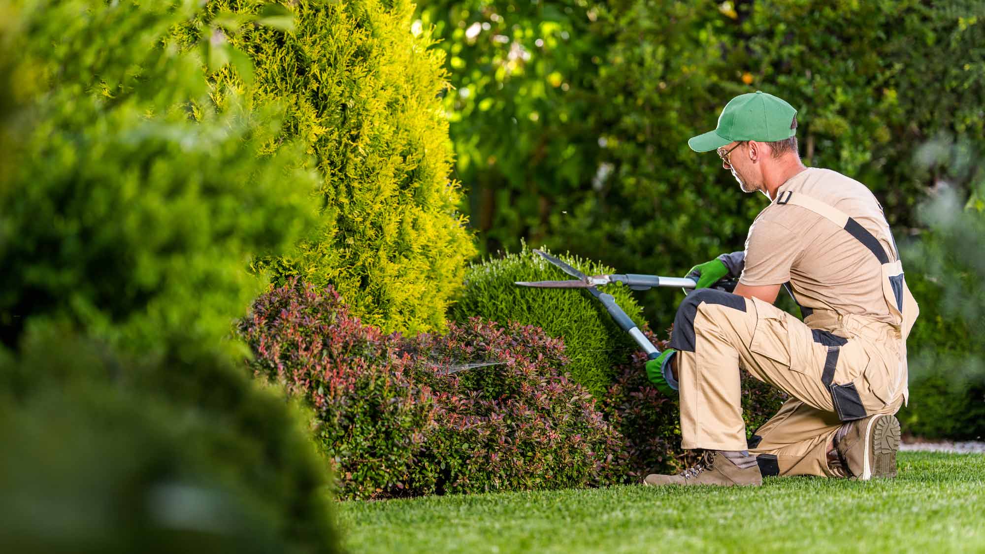 AmeriLawn Tree & Shrub Services