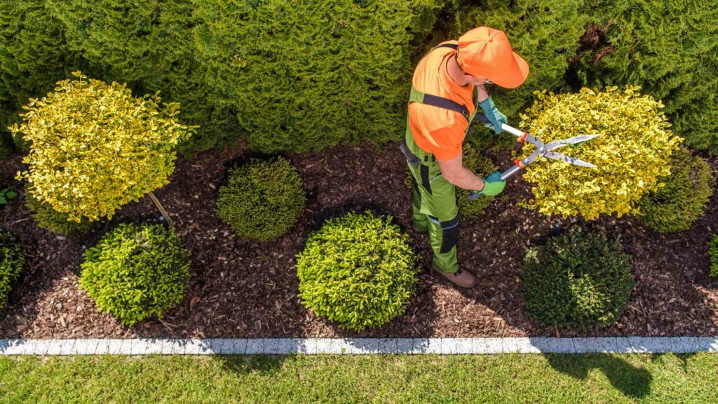 AmeriLawn Tree & Shrub Services